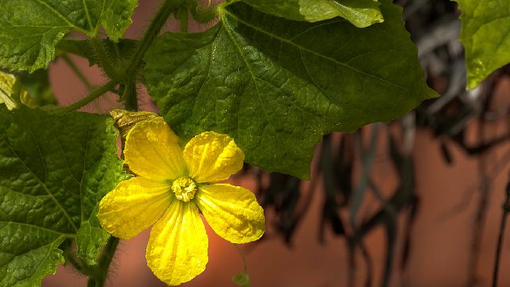 甘蓝菜是什么菜呢